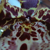 P1030435 - orchideëen