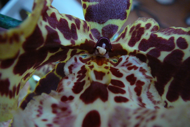 P1030435 orchideëen