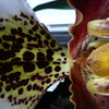 P1030436 - orchideëen