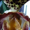 P1030438 - orchideëen