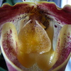 P1030439 - orchideëen