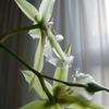 P1030440 - orchideëen