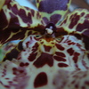 P1030442 - orchideëen