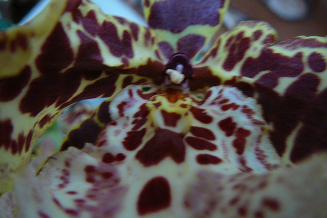 P1030442 orchideëen