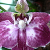 P1030444 - orchideëen