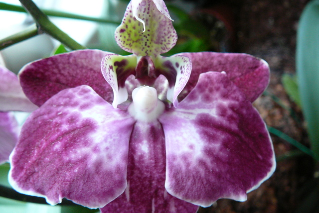 P1030444 orchideëen