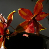 P1030445 - orchideëen