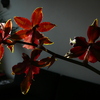 P1030446 - orchideëen