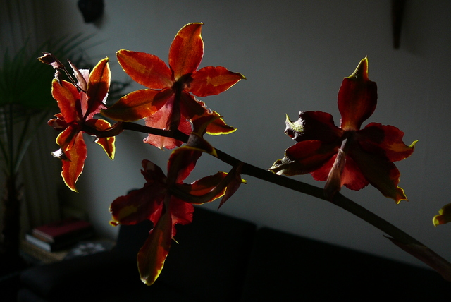 P1030446 orchideëen