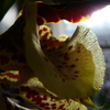 P1030448 - orchideëen