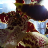 P1030449 - orchideëen