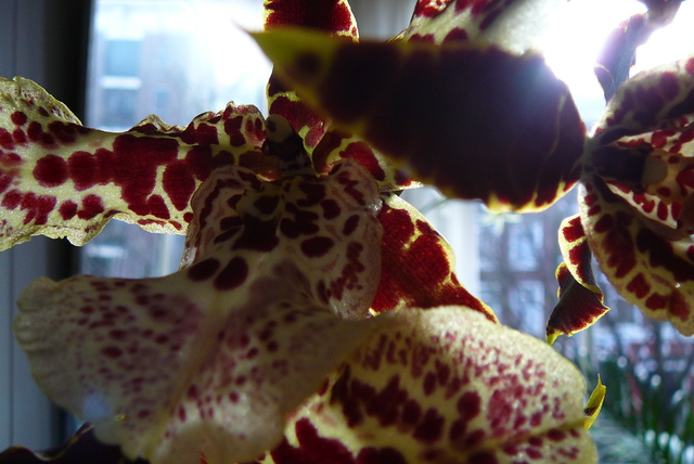 P1030449 orchideëen