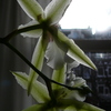 P1030450 - orchideëen