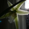 P1030451 - orchideëen