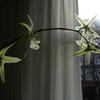 P1030452 - orchideëen