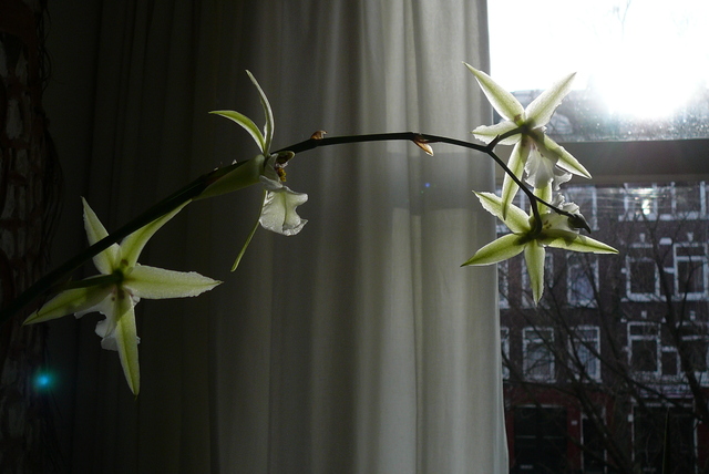 P1030452 orchideëen