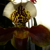 P1030453 - orchideëen