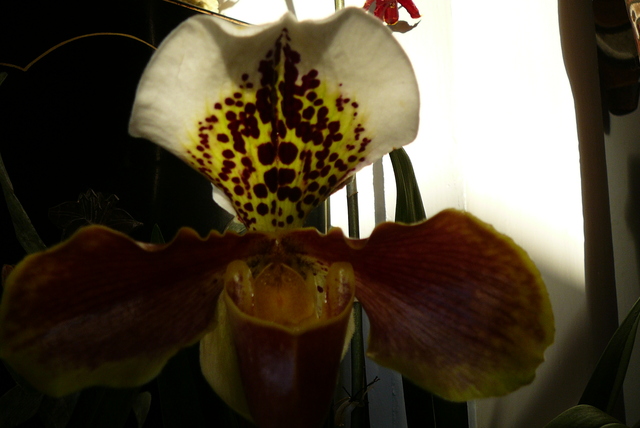 P1030453 orchideëen