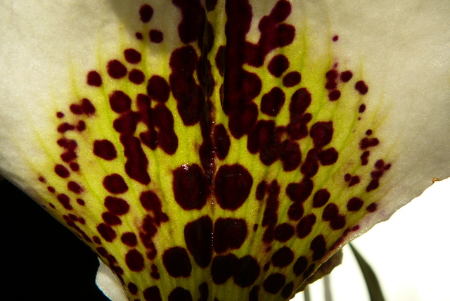 P1030454 orchideëen