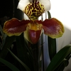 P1030458 - orchideëen