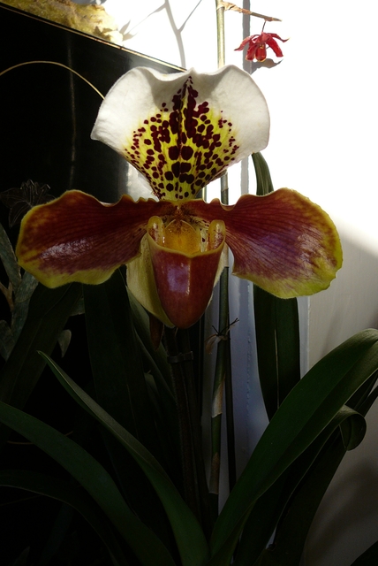 P1030458 orchideëen