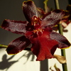 P1030461 - orchideëen