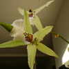 P1030463 - orchideÃ«en
