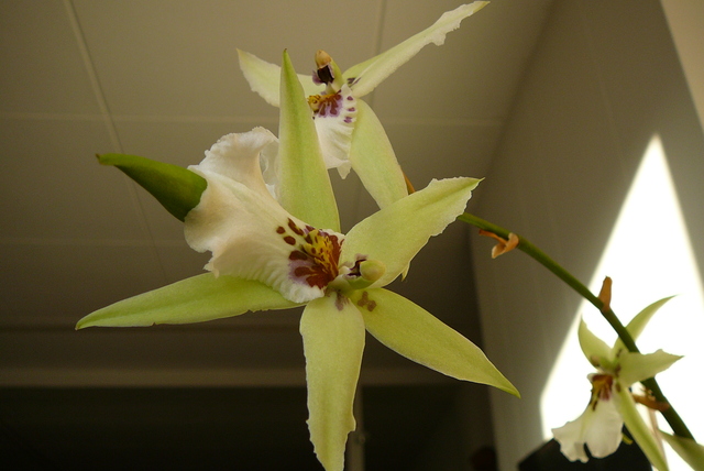 P1030463 orchideëen