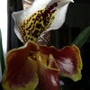 P1030465 - orchideëen