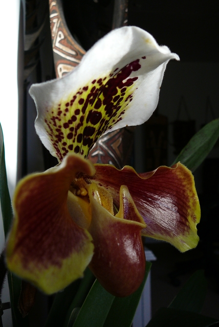 P1030465 orchideëen