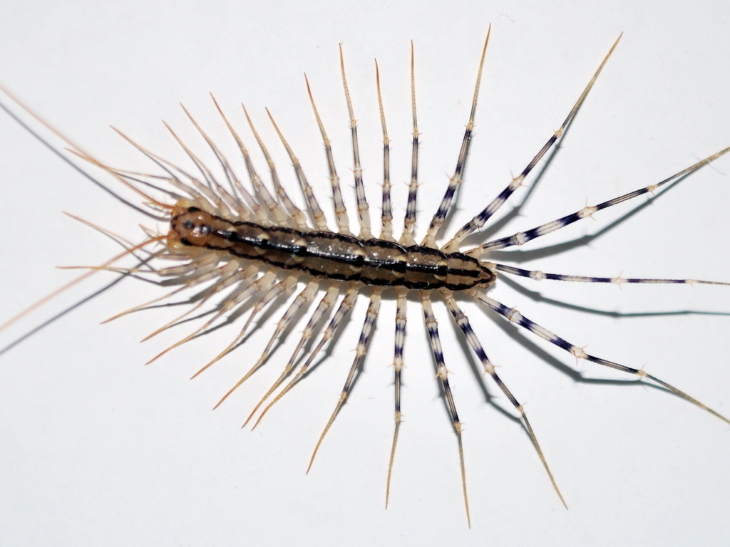 scutigera - 