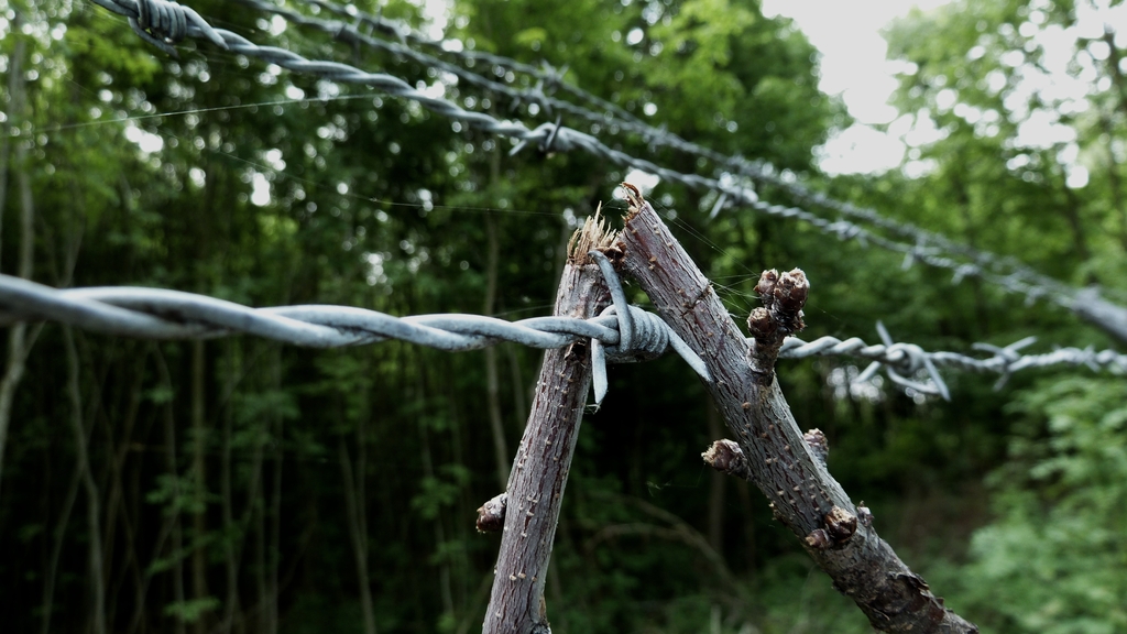 barbwire1 - 