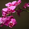 P1030466 - orchideëen