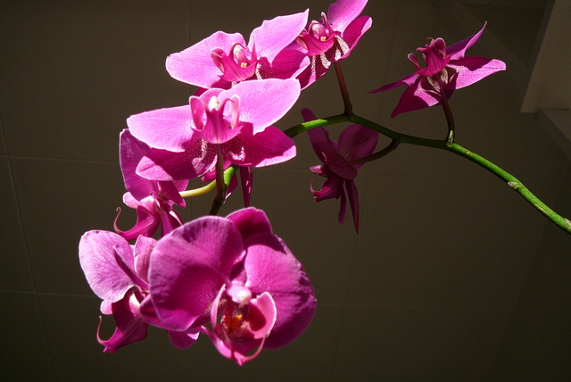 P1030466 orchideëen