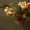 P1030468 - orchideëen