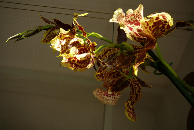 P1030468 orchideëen