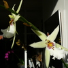 P1030473 - orchideëen