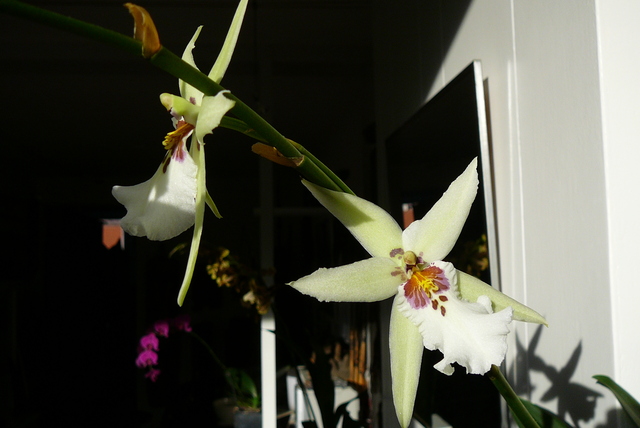 P1030473 orchideëen