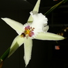 P1030474 - orchideëen