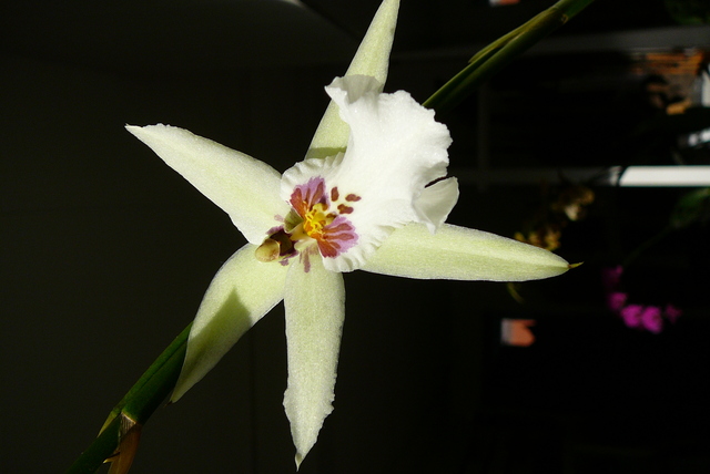 P1030474 orchideëen