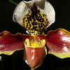 P1030475 - orchideëen