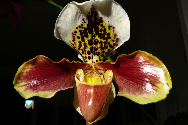 P1030475 orchideëen