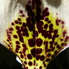 P1030476 - orchideëen