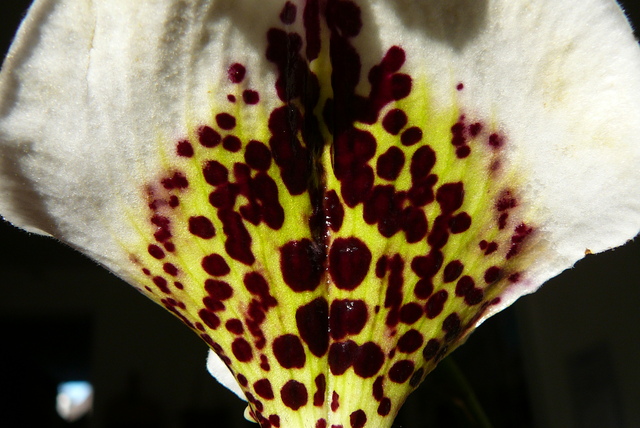 P1030476 orchideëen