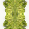 ramona patty - Virus Leaves