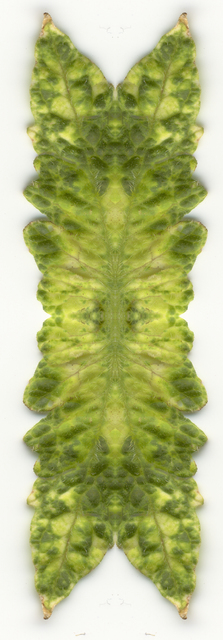 ramona patty Virus Leaves