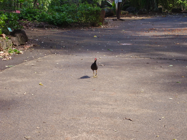 imgp0359 Hawaii