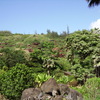 imgp0365 - Hawaii