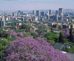 jacaranda - 