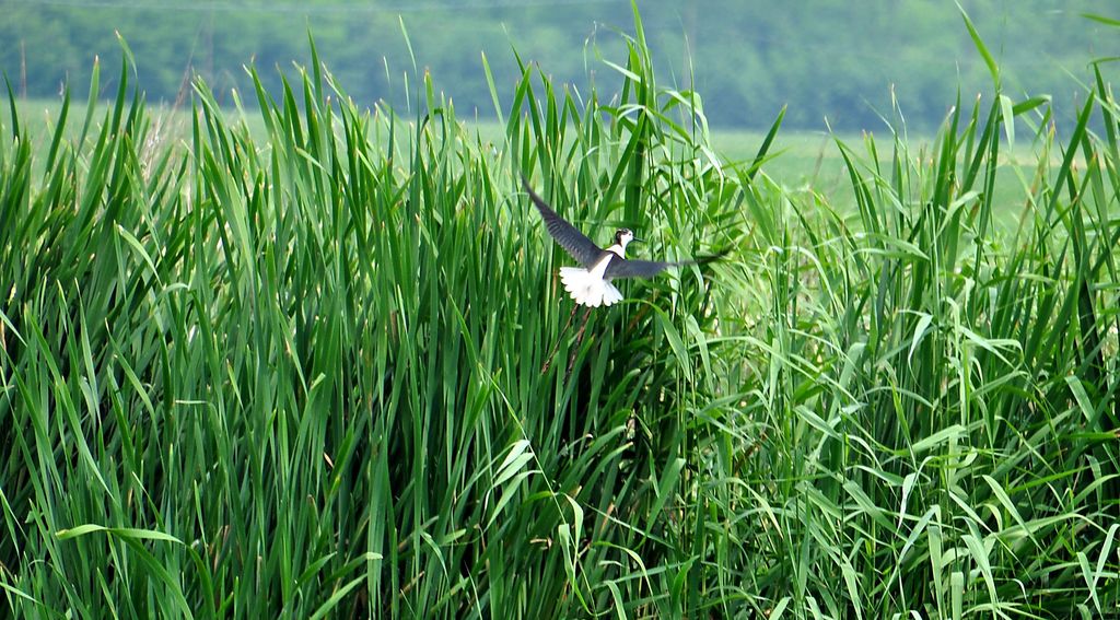 nuova cartella 110 - 